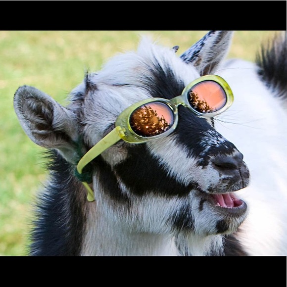 Meet your Posher, Ursula - Picture 1 of 1